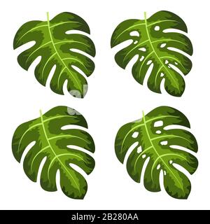 Monstera deliciosa plant leaf vector illustration Stock Vector