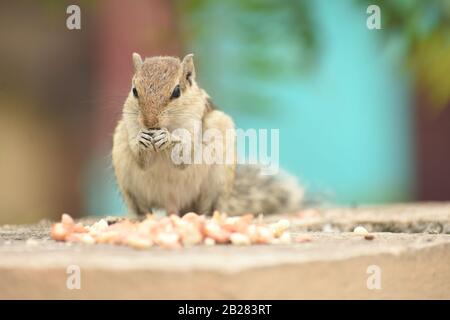 An Indian chipmunk enjoying peanuts using both hands sitting on a leafy green and blue background. Stock Photo