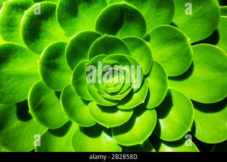 Aeonium arboreum Succulent plant close-up green flower from California, USA