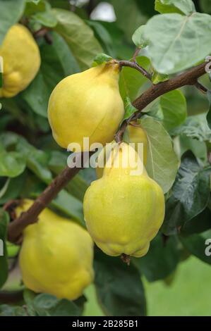 Birnen-Quitte (Cydonia oblonga 'Buchlovice') Stock Photo