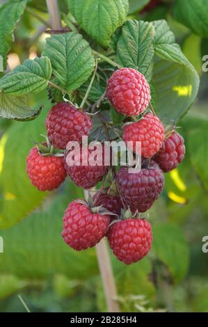 Himbeere (Rubus idaeus 'Pokusa') Stock Photo