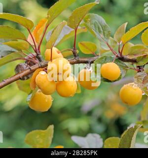 Zier-Apfel (Malus 'Butterball') Stock Photo