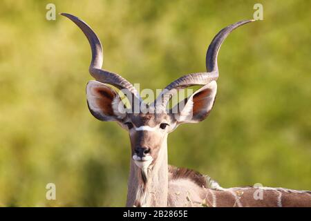 Kudu animal at African forest, mature kudu bull silhouetted against the golden light of a setting African sun, Front view of a portrait of male Greate Stock Photo