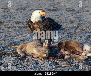 Bald eagle (Haliaeetus leucocephalus) scavenging on a roadkilled deer, Iowa, USA. Stock Photo