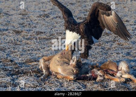 Bald eagle (Haliaeetus leucocephalus) scavenging on a roadkilled deer, Iowa, USA. Stock Photo