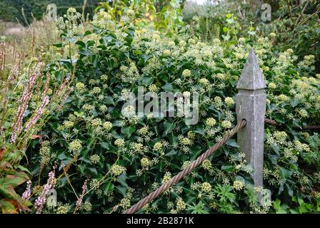 Hedera helix 'Arborescens' Stock Photo
