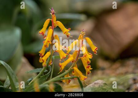 Detailed close up of yellow flowers of a cape cowslip plant (lachenalia aloides) Stock Photo