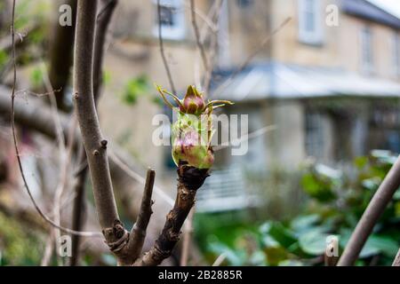 A bud of a tree peony the section Moutan of the plant genus Paeonia  just opening with the first leaves surrounding the bulbous flower bud Stock Photo