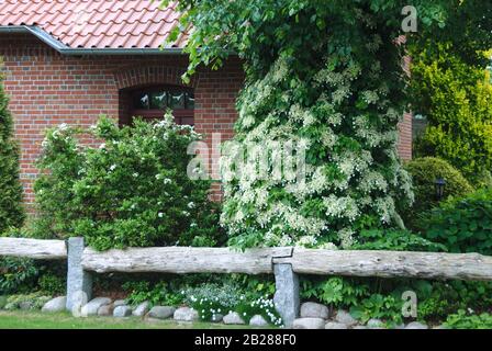 Kletter-Hortensie (Hydrangea anomala subsp. petiolaris) Stock Photo
