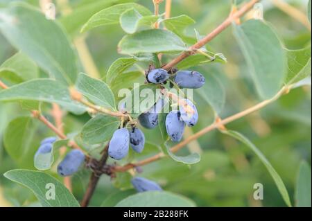 Maibeere (Lonicera caerulea var. kamtschatica) Stock Photo