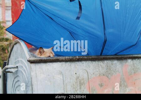 Peeking cat under Blue umbrella abandoned in a trash bin on the street Stock Photo