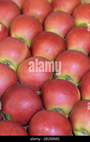 Apfel (Malus domestica KANZI) Stock Photo