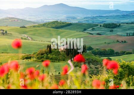 Poppy flowers and meadow in springtime, rolling hills on background. Tuscany Stock Photo