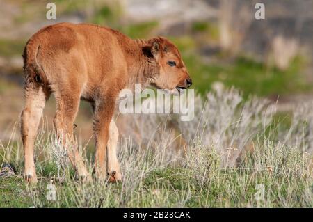 Single young bison buffalo calf during walking about the new spring grass and isolated from the background Stock Photo