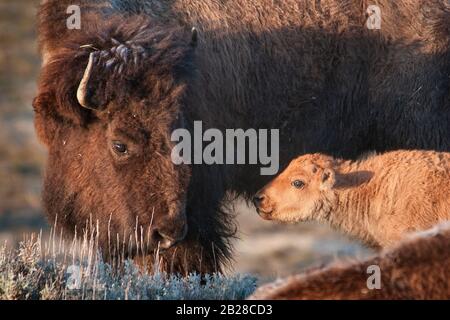 Older bison and younger calf during an affectionate moment between mother and young almost touching nose to nose Stock Photo