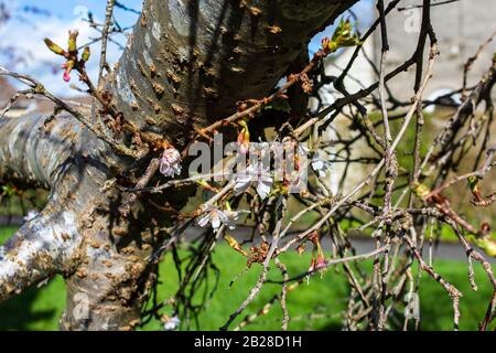 White blossom flowering from a large branch fallen and paritally detached from a wind damaged cherry tree Stock Photo
