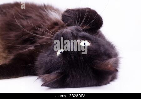 Portrait of a beautiful cute fluffy black cat Laying upside down on a white background. Stock Photo