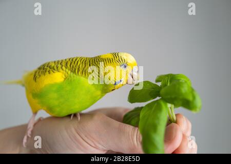 Yellow and green budgerigar parakeet being hand fed a srig of basil herd, with copy space. Stock Photo