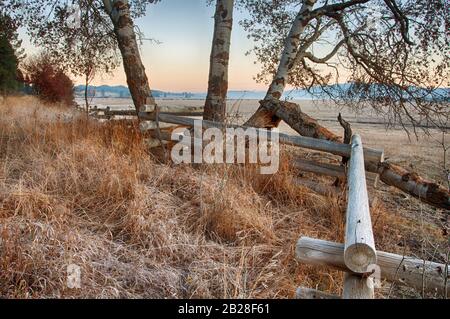 Leafless Poplar Tree growing in Worm fence line running along the side of the autumn field with hills in the background under the early morning clear Stock Photo