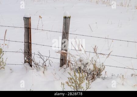 Two wooden post isolated along the 4 wire barbed wire fence standing in the snow with golden foliage. Stock Photo