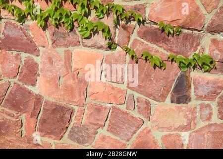 Granite stone wall, background. Pink surface, made of granite rocks (bricks). Texture of the fancing with the weaving wild vineyard. Modern fashionabl Stock Photo