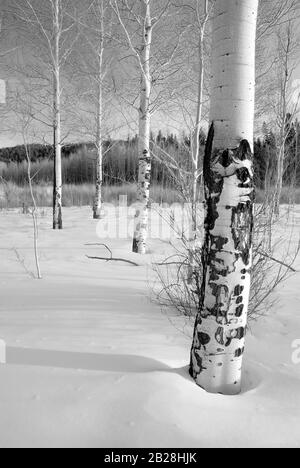 Monochrome Image of Trunks of young quaking aspens in the dead of winter in a thick bed of snow on a sunny morning with long shadows Stock Photo