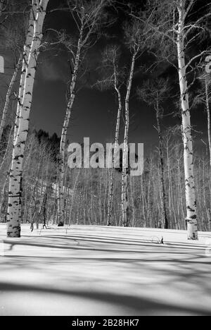 Monochrome Image of Trunks of young quaking aspens in the dead of winter in a thick bed of snow on a sunny morning with crisscrossing shadows Stock Photo