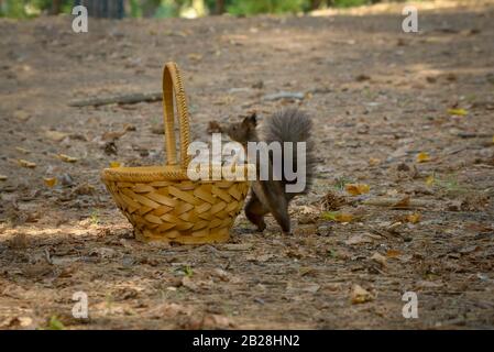 Brown squirrel caught a wicker basket in the woods in the fall Stock Photo