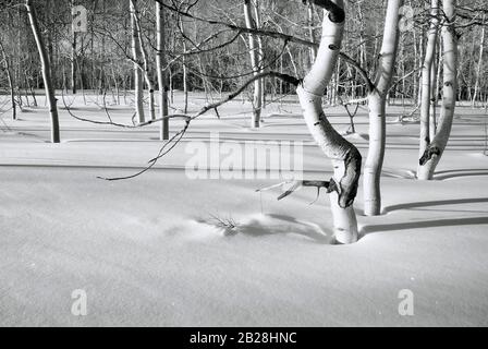 Monochrome Image of Trunks of young quaking aspens in the dead of winter in a thick bed of snow on a sunny morning with long shadows Stock Photo