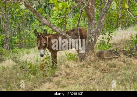 Donkey animal bull animal taking a mid afternoon break under the shade of a cashew nut tree in the middle of the summer Stock Photo