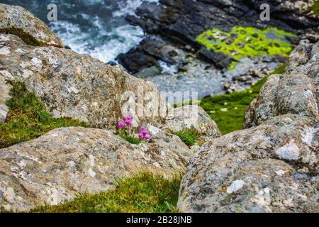 Traditional Scottish Mountains Flowers and bushes close-up. Stock Photo