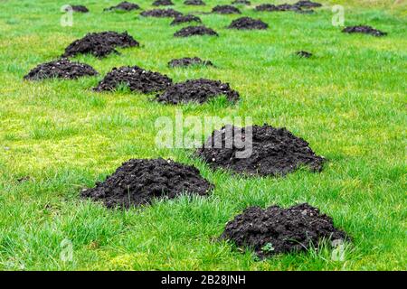 many fresh mole digs in a green meadow Stock Photo