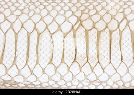 Leather texture of snakes backlit by light Stock Photo