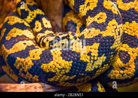 Carpet python with yellow-black colors, close-up view Stock Photo