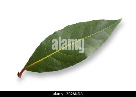 studio macro photo of  laurel leaf on white background with shadow Stock Photo