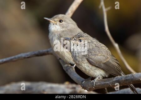 Swamp Flycatcher (Muscicapa aquatica) juvenile with parent, Georgetown, Gambia. Stock Photo
