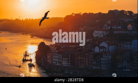 sunset over Porto city center and  Douro river, Portugal. flying seagull at sunset night sky. Panorama old city Porto at river Duoro, with boats  and Stock Photo