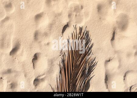 dry tropical coconut palm branch or leaf on beige sand background. Copy Space. Summer background. Minimalistic pattern and background. Summer or trave Stock Photo
