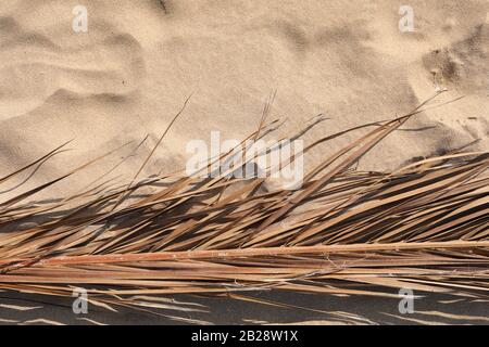 dry tropical coconut palm branch or leaf on beige sand background. Copy Space. Summer background. Minimalistic pattern and background. Summer or trave Stock Photo