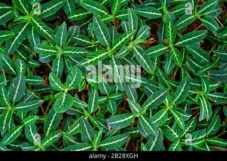 Small tropical 'Ruellia Decosiana' plants with white veins covering ground, top view Stock Photo