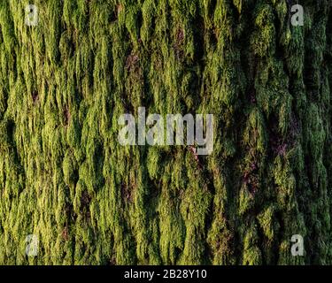 Detail of a moss covered tree trunk. Stock Photo