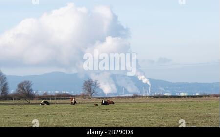Agriculture and industry side by side. Cows rest in a pasture in foreground with oil refinery spewing clouds of steam or pollution in the distance. Stock Photo