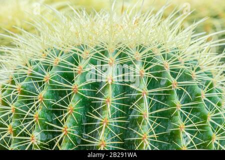 Close-up shoot of the cactus, whose Latin name is Echinocactus Grusonii. Stock Photo