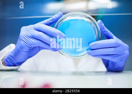 Close up of unrecognizable scientist holding petri dish while working on bio research in laboratory, copy space Stock Photo