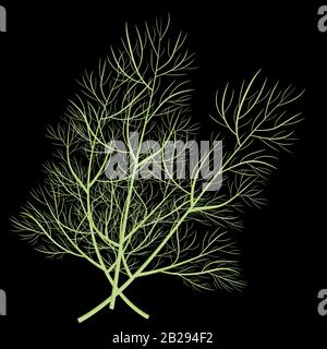 A sprig of dill. Isolated vector illustration. Herbal nature plant. Botanical illustration Stock Vector