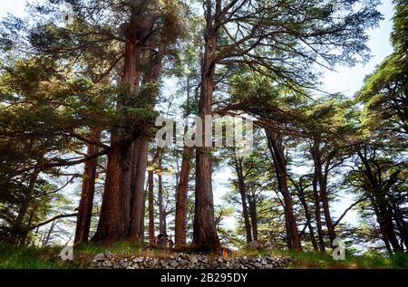 Looking skyward in the Cedars of Lebanon, above Bsharri (Bcharre) and the Qadisha Valley, Lebanon. Cedars of God are a UNESCO World Heritage Site. Stock Photo