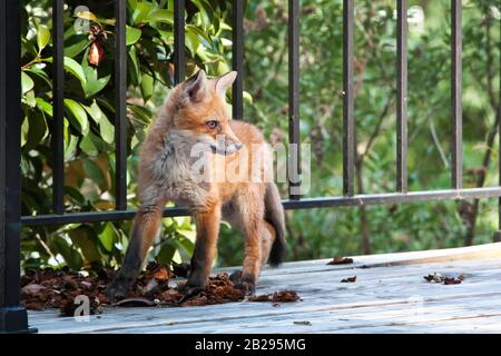 Baby red fox (Vulpes vulpes) playing and exploring on a spring afternoon, Mid-Atlantic, United States, color Stock Photo