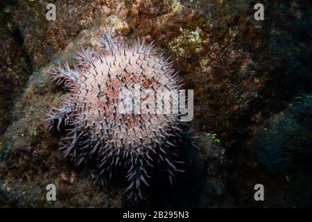 Crown-of-Thorns Sea Star (Acanthaster planci) on a rocky reef in the tropical eastern Pacific Ocean, color Stock Photo
