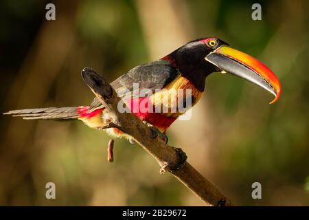 Fiery-billed Aracari - Pteroglossus frantzii is a toucan, a near-passerine bird. It breeds only on the Pacific slopes of southern Costa Rica and weste