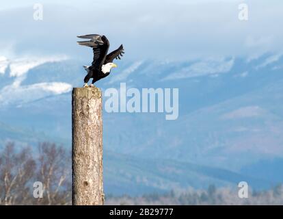 Majestic bald eagle perched with wings outstretched to take flight from a high perch with snow topped mountains in the background Stock Photo